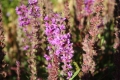 Bild 2 von Lythrum salicaria  Blutweiderich