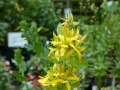 Gentiana lutea      gelber Enzian