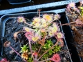 Bild 10 von Drosera rotundifolia, rundblättriger Sonnentau