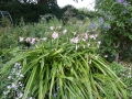 Bild 9 von Crinum powellii  Hakenlilie oder Gartenamaryllis