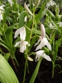 Bletilla striata alba  Japanorchidee
