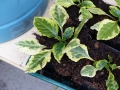 Impatiens niamniammensis 