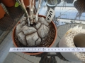 Bild 2 von Schildkrötenpflanze Dioscorea elephantipes UR9