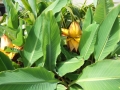 Bild 5 von Musella lasiocarpus Tibetbanane Lotusbanane