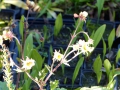 Bild 3 von Geum rivale gelb Bachnelkenwurz  gelbe Blüten