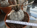 Bild 2 von Schildkrötenpflanze Dioscorea elephantipes UR5