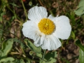 Bild 3 von Romneya coulteri  Kalifornischer Baummohn