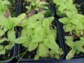 Bild 6 von Pinguicula grandiflora  Großes Fettkraut