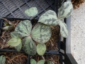 Bild 3 von Trillium erectum var.rubrum Waldlilie