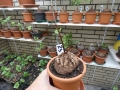 Schildkrötenpflanze Dioscorea elephantipes  Z3