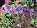 Bild 2 von Soldanella alpina  Alpenglöckchen