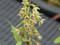 Bild 1 von Epipactis helleborine   Breitblättrige Ständelwurz 