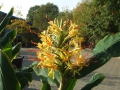 Bild 2 von Hedychium gardnerianum   Kahili Ingwer   Schmetterlingsingwer
