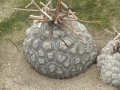 Bild 12 von Schildkrötenpflanze Dioscorea elephantipes 4-5 cm