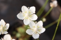 Bild 4 von Parnassia palustris, Sumpfherzblatt