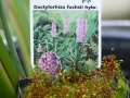 Bild 3 von Dactylorhiza fuchsii, Knabenkraut