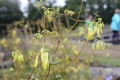 Bild 2 von Dicentra macrocapnos  Rankendes Tränendes Herz