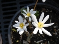 Sanguinaria canadensis  