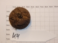 Bild 2 von Schildkrötenpflanze Dioscorea elephantipes  K4