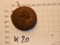 Bild 2 von Schildkrötenpflanze Dioscorea elephantipes  K20