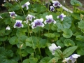 Bild 1 von Viola hederacea  Tasmanisches Veilchen