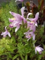 Pogonia ophioglossoides, Moor-Pogonie