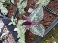Bild 1 von Trillium erectum var.rubrum Waldlilie