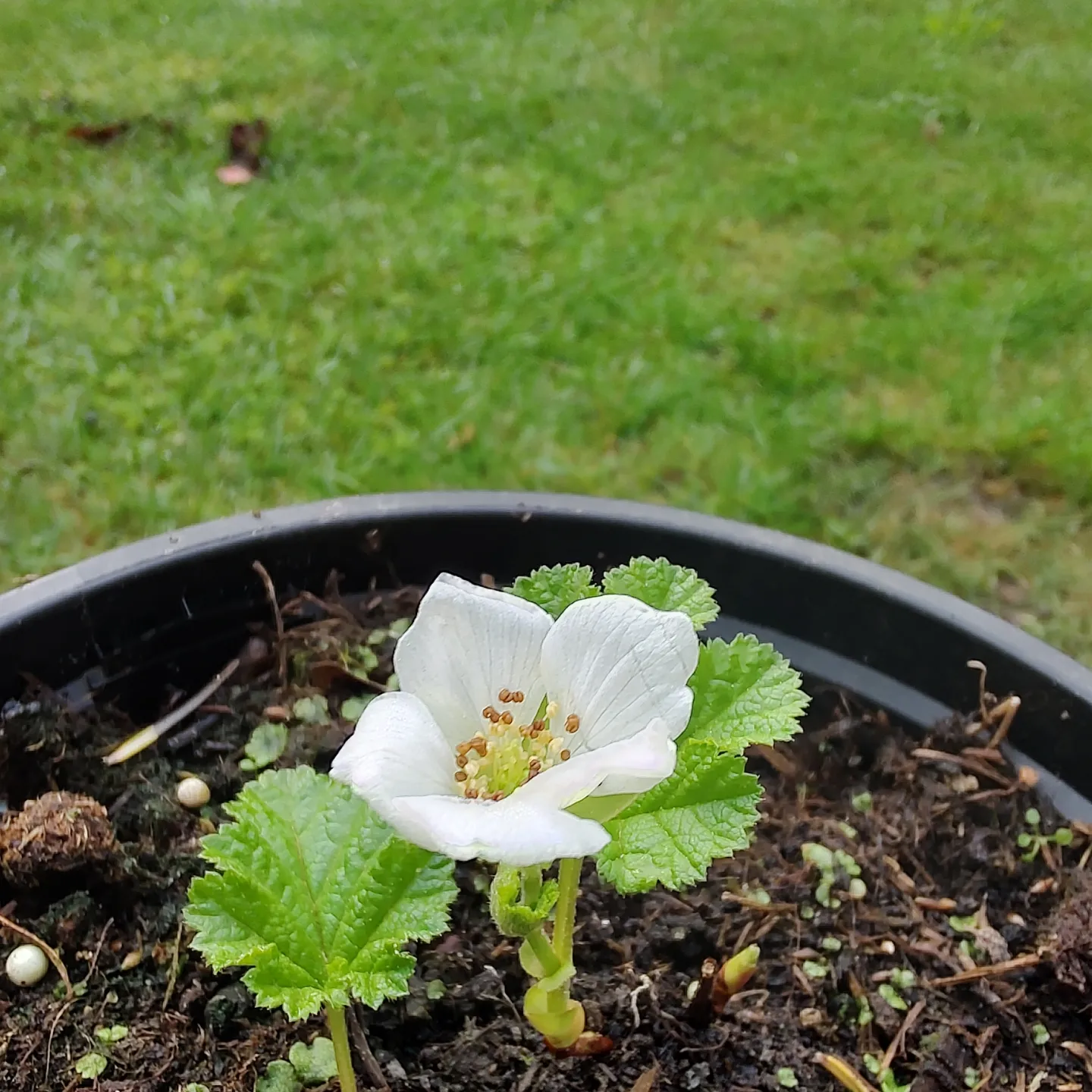 Bild 5 von Moltebeere   Rubus chamaemorus