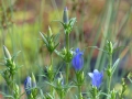 Bild 3 von Gentiana pneumonanthe, Lungenenzian