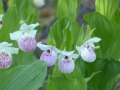 Cypripedium-Hybriden  