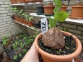 Bild 1 von Schildkrötenpflanze Dioscorea elephantipes  Z22