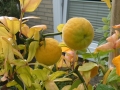 Bild 5 von Poncirus trifoliata      Bitterorange  winterharte Zitrone