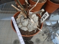 Bild 2 von Schildkrötenpflanze Dioscorea elephantipes UR8