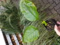 Bild 3 von Trachystemon orientalis  Rauling