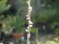 Bild 4 von Spiranthes sinensis   Chinesischer /Asiatischer Drehwurz