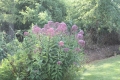 Eupatorium purpureum  Dost  Riesenschirm