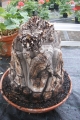 Bild 28 von Schildkrötenpflanze Dioscorea elephantipes  