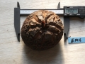 Bild 1 von Schildkrötenpflanze Dioscorea elephantipes EM6