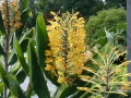 Bild 1 von Hedychium gardnerianum   Kahili Ingwer   Schmetterlingsingwer