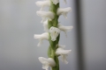 Bild 8 von Spiranthes cernua   Herbstdrehwurz Solitärpflanze