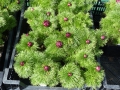 Bild 2 von Paeonia tenuifolia Rubra Plena L Netzblatt-Pfingstrose