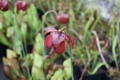 Bild 2 von Sarracenia purpurea, purpurblütige Schlauchpflanze