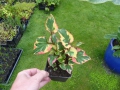 Bild 2 von Houttuynia cordata varigata