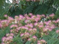 Bild 3 von Albizia julibrissin Ombrella