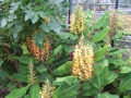 Bild 4 von Hedychium gardnerianum   Kahili Ingwer   Schmetterlingsingwer