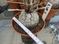 Bild 1 von Schildkrötenpflanze Dioscorea elephantipes UR5