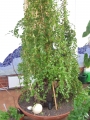 Bild 38 von Schildkrötenpflanze Dioscorea elephantipes  