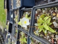 Bild 1 von Pinguicula alpina  Blüte weiß