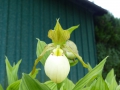 Bild 4 von Cypripedium-Hybriden  Kentucky Maxi