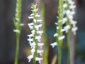 Bild 10 von Spiranthes cernua   Herbstdrehwurz Solitärpflanze